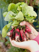 Load image into Gallery viewer, 100 pcs Rainbow Cherry Belle Radish Bonsai 100% Real Organic Vegetable Bonsai,Strong Adaptability, Rich Nutrition Four seasons