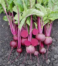 Load image into Gallery viewer, 100 pcs Rainbow Cherry Belle Radish Bonsai 100% Real Organic Vegetable Bonsai,Strong Adaptability, Rich Nutrition Four seasons
