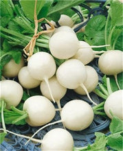 Load image into Gallery viewer, 100 pcs Rainbow Cherry Belle Radish Bonsai 100% Real Organic Vegetable Bonsai,Strong Adaptability, Rich Nutrition Four seasons