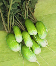 Load image into Gallery viewer, 100 pcs Rainbow Cherry Belle Radish Bonsai 100% Real Organic Vegetable Bonsai,Strong Adaptability, Rich Nutrition Four seasons