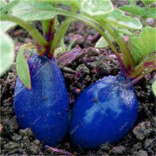 Load image into Gallery viewer, 100 pcs Rainbow Cherry Belle Radish Bonsai 100% Real Organic Vegetable Bonsai,Strong Adaptability, Rich Nutrition Four seasons