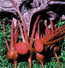 Load image into Gallery viewer, 100 pcs Rainbow Cherry Belle Radish Bonsai 100% Real Organic Vegetable Bonsai,Strong Adaptability, Rich Nutrition Four seasons