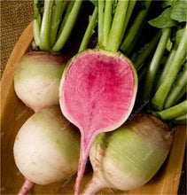 Load image into Gallery viewer, 100 pcs Rainbow Cherry Belle Radish Bonsai 100% Real Organic Vegetable Bonsai,Strong Adaptability, Rich Nutrition Four seasons