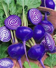 Load image into Gallery viewer, 100 pcs Rainbow Cherry Belle Radish Bonsai 100% Real Organic Vegetable Bonsai,Strong Adaptability, Rich Nutrition Four seasons