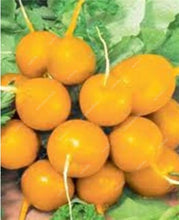 Load image into Gallery viewer, 100 pcs Rainbow Cherry Belle Radish Bonsai 100% Real Organic Vegetable Bonsai,Strong Adaptability, Rich Nutrition Four seasons