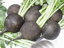 Load image into Gallery viewer, 100 pcs Rainbow Cherry Belle Radish Bonsai 100% Real Organic Vegetable Bonsai,Strong Adaptability, Rich Nutrition Four seasons