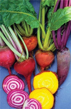 Load image into Gallery viewer, 100 pcs Rainbow Cherry Belle Radish Bonsai 100% Real Organic Vegetable Bonsai,Strong Adaptability, Rich Nutrition Four seasons