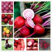 Load image into Gallery viewer, 100 pcs Dark Red Beetroot Bonsai Edible Organic Delicious Vegetables Bonsai Plant Home Garden Easy To Grow Beet Plant Pot