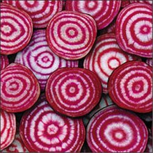 Load image into Gallery viewer, 100 pcs Dark Red Beetroot Bonsai Edible Organic Delicious Vegetables Bonsai Plant Home Garden Easy To Grow Beet Plant Pot