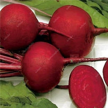 Load image into Gallery viewer, 100 pcs Dark Red Beetroot Bonsai Edible Organic Delicious Vegetables Bonsai Plant Home Garden Easy To Grow Beet Plant Pot