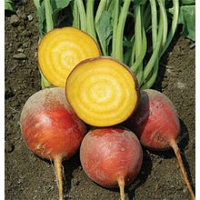 Load image into Gallery viewer, 100 pcs Dark Red Beetroot Bonsai Edible Organic Delicious Vegetables Bonsai Plant Home Garden Easy To Grow Beet Plant Pot