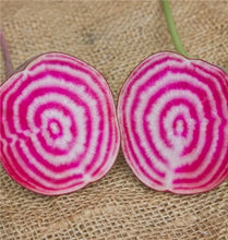 Load image into Gallery viewer, 100 pcs Dark Red Beetroot Bonsai Edible Organic Delicious Vegetables Bonsai Plant Home Garden Easy To Grow Beet Plant Pot