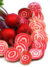 Load image into Gallery viewer, 100 pcs Dark Red Beetroot Bonsai Edible Organic Delicious Vegetables Bonsai Plant Home Garden Easy To Grow Beet Plant Pot