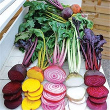 Load image into Gallery viewer, 100 pcs Dark Red Beetroot Bonsai Edible Organic Delicious Vegetables Bonsai Plant Home Garden Easy To Grow Beet Plant Pot