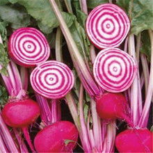 Load image into Gallery viewer, 100 pcs Dark Red Beetroot Bonsai Edible Organic Delicious Vegetables Bonsai Plant Home Garden Easy To Grow Beet Plant Pot