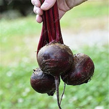 Load image into Gallery viewer, 100 pcs Dark Red Beetroot Bonsai Edible Organic Delicious Vegetables Bonsai Plant Home Garden Easy To Grow Beet Plant Pot