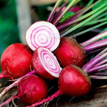 Load image into Gallery viewer, 100 pcs Dark Red Beetroot Bonsai Edible Organic Delicious Vegetables Bonsai Plant Home Garden Easy To Grow Beet Plant Pot