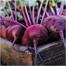 Load image into Gallery viewer, 100 pcs Dark Red Beetroot Bonsai Edible Organic Delicious Vegetables Bonsai Plant Home Garden Easy To Grow Beet Plant Pot