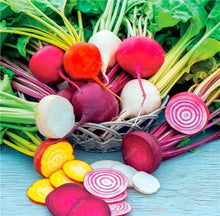 Load image into Gallery viewer, 100 pcs Dark Red Beetroot Bonsai Edible Organic Delicious Vegetables Bonsai Plant Home Garden Easy To Grow Beet Plant Pot