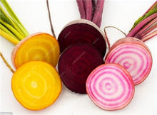 Load image into Gallery viewer, 100 pcs Dark Red Beetroot Bonsai Edible Organic Delicious Vegetables Bonsai Plant Home Garden Easy To Grow Beet Plant Pot