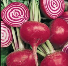 Load image into Gallery viewer, 100 pcs Dark Red Beetroot Bonsai Edible Organic Delicious Vegetables Bonsai Plant Home Garden Easy To Grow Beet Plant Pot