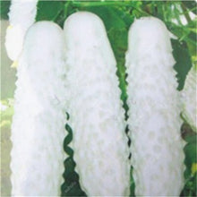 Load image into Gallery viewer, 100 pcs/bag Mini cucumber plants Non-GMO delicious cucumber fruit and vegetable bonsai for home garden planting, Easy to Grow