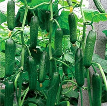 Load image into Gallery viewer, 100 pcs/bag Mini cucumber plants Non-GMO delicious cucumber fruit and vegetable bonsai for home garden planting, Easy to Grow