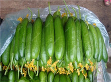 Load image into Gallery viewer, 100 pcs/bag Mini cucumber plants Non-GMO delicious cucumber fruit and vegetable bonsai for home garden planting, Easy to Grow