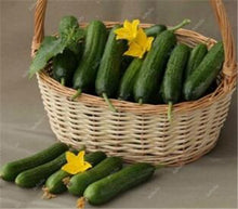 Load image into Gallery viewer, 100 pcs/bag Mini cucumber plants Non-GMO delicious cucumber fruit and vegetable bonsai for home garden planting, Easy to Grow