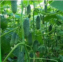 Load image into Gallery viewer, 100 pcs/bag Mini cucumber plants Non-GMO delicious cucumber fruit and vegetable bonsai for home garden planting, Easy to Grow
