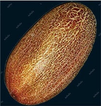Load image into Gallery viewer, 100 pcs/bag Mini cucumber plants Non-GMO delicious cucumber fruit and vegetable bonsai for home garden planting, Easy to Grow