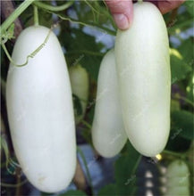 Load image into Gallery viewer, 100 pcs/bag Mini cucumber plants Non-GMO delicious cucumber fruit and vegetable bonsai for home garden planting, Easy to Grow