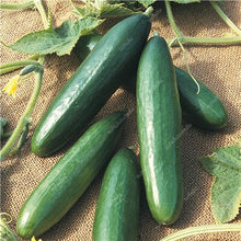 Load image into Gallery viewer, 100 pcs/bag Mini cucumber plants Non-GMO delicious cucumber fruit and vegetable bonsai for home garden planting, Easy to Grow
