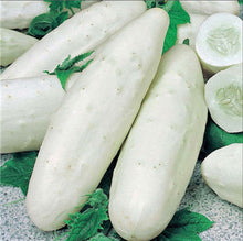 Load image into Gallery viewer, 100 pcs/bag Mini cucumber plants Non-GMO delicious cucumber fruit and vegetable bonsai for home garden planting, Easy to Grow
