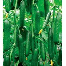 Load image into Gallery viewer, 100 pcs/bag Mini cucumber plants Non-GMO delicious cucumber fruit and vegetable bonsai for home garden planting, Easy to Grow