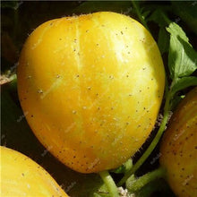 Load image into Gallery viewer, 100 pcs/bag Mini cucumber plants Non-GMO delicious cucumber fruit and vegetable bonsai for home garden planting, Easy to Grow