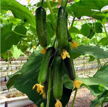 Load image into Gallery viewer, 100 pcs/bag Mini cucumber plants Non-GMO delicious cucumber fruit and vegetable bonsai for home garden planting, Easy to Grow