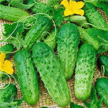 Load image into Gallery viewer, 100 pcs/bag Mini cucumber plants Non-GMO delicious cucumber fruit and vegetable bonsai for home garden planting, Easy to Grow