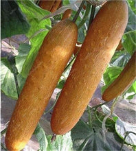 Load image into Gallery viewer, 100 pcs/bag Mini cucumber plants Non-GMO delicious cucumber fruit and vegetable bonsai for home garden planting, Easy to Grow