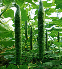Load image into Gallery viewer, 100 pcs/bag Mini cucumber plants Non-GMO delicious cucumber fruit and vegetable bonsai for home garden planting, Easy to Grow