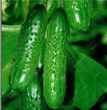 Load image into Gallery viewer, 100 pcs/bag Mini cucumber plants Non-GMO delicious cucumber fruit and vegetable bonsai for home garden planting, Easy to Grow