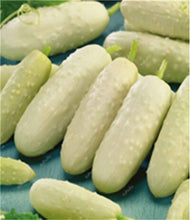 Load image into Gallery viewer, 100 pcs/bag Mini cucumber plants Non-GMO delicious cucumber fruit and vegetable bonsai for home garden planting, Easy to Grow