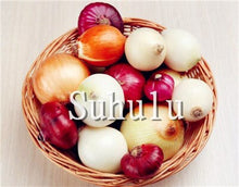 Load image into Gallery viewer, Sale!100 pcs/bag Fresh Giant Purple Onion Plants Vegetable Plantas 95%+ Germination Vegetable Onion for Home Garden Easy to Grow