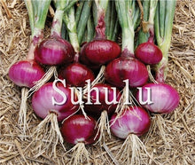 Load image into Gallery viewer, Sale!100 pcs/bag Fresh Giant Purple Onion Plants Vegetable Plantas 95%+ Germination Vegetable Onion for Home Garden Easy to Grow