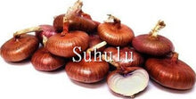 Load image into Gallery viewer, Sale!100 pcs/bag Fresh Giant Purple Onion Plants Vegetable Plantas 95%+ Germination Vegetable Onion for Home Garden Easy to Grow