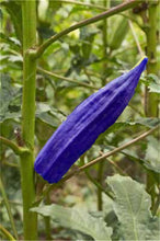 Load image into Gallery viewer, New Arrival Organic 50 pcs Okra bonsais Non-GMO Good For Kidney Garden Supplies For Fun Countryside Garden, the Budding Rate 97%