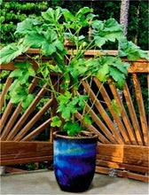 Load image into Gallery viewer, New Arrival Organic 50 pcs Okra bonsais Non-GMO Good For Kidney Garden Supplies For Fun Countryside Garden, the Budding Rate 97%