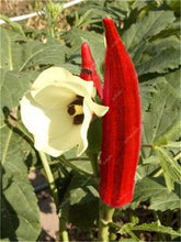 Load image into Gallery viewer, New Arrival Organic 50 pcs Okra bonsais Non-GMO Good For Kidney Garden Supplies For Fun Countryside Garden, the Budding Rate 97%