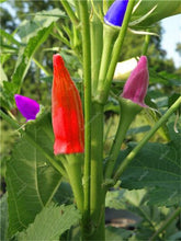 Load image into Gallery viewer, New Arrival Organic 50 pcs Okra bonsais Non-GMO Good For Kidney Garden Supplies For Fun Countryside Garden, the Budding Rate 97%