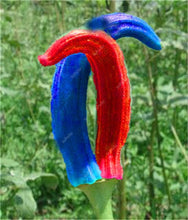 Load image into Gallery viewer, New Arrival Organic 50 pcs Okra bonsais Non-GMO Good For Kidney Garden Supplies For Fun Countryside Garden, the Budding Rate 97%